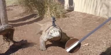 Zielstrebiger Komodowaran