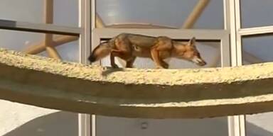 Fuchs fl&uuml;chtet vor Feuerwehr