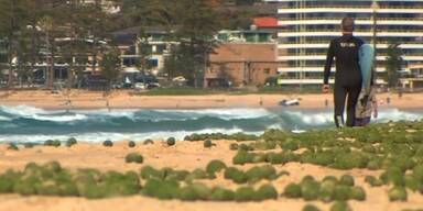 Was sind das für Strand-Kugeln?