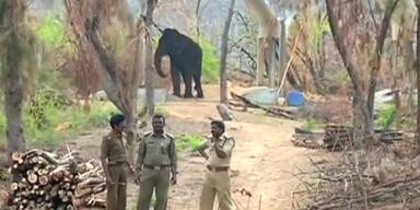 Nach Zyklon: Zoo verwüstet