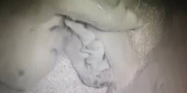 So süß: Eisbären-Drillinge