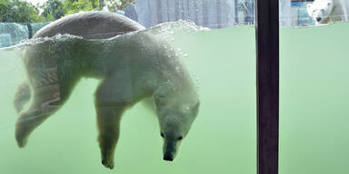 Eisbärenwelt im Tiergarten Schönbrunn