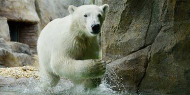 Eisbärenwelt im Tiergarten Schönbrunn