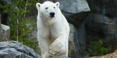 Eisbärenwelt im Tiergarten Schönbrunn