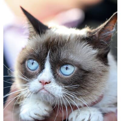Grumpy Cat präsentiert sein neues Buch
