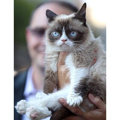 Grumpy Cat präsentiert sein neues Buch