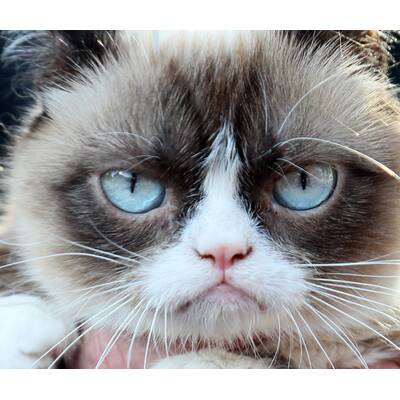 Grumpy Cat präsentiert sein neues Buch