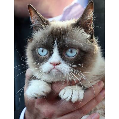 Grumpy Cat präsentiert sein neues Buch