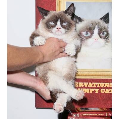 Grumpy Cat präsentiert sein neues Buch