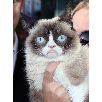 Grumpy Cat präsentiert sein neues Buch
