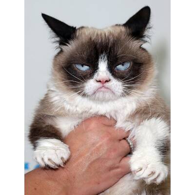 Grumpy Cat präsentiert sein neues Buch