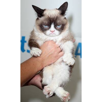 Grumpy Cat präsentiert sein neues Buch