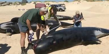 Gestrandete Wale in West-Australien