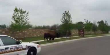 Verfolgungsjagd mit B&uuml;ffel