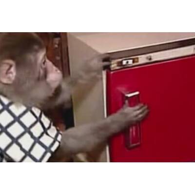 The Bedford / Chicago