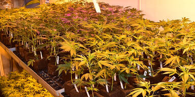 Mexiko erlaubt Marihuana-Konsum