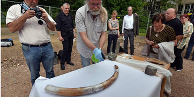 Mammut-Sto&szlig;zahn pr&auml;sentiert