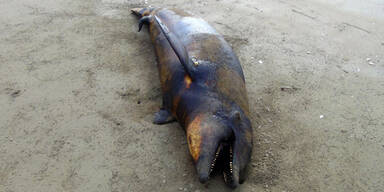 Tote Meerestiere an Strand angespült