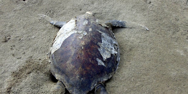 Tote Meerestiere an Strand angespült