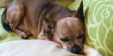 Hund nach 5 Jahren wieder daheim