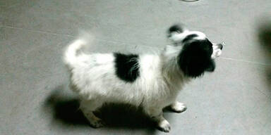 Hunde-H&auml;ndler qu&auml;lte diesen s&uuml;&szlig;en Welpen