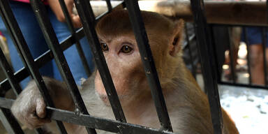 Indien: Terror-Affe brutal gschnappt