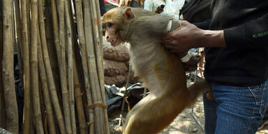 Indien: Terror-Affe brutal gschnappt