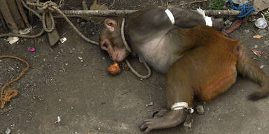 Indien: Terror-Affe brutal gschnappt