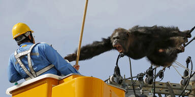 Wut-Affe attackiert seine Retter