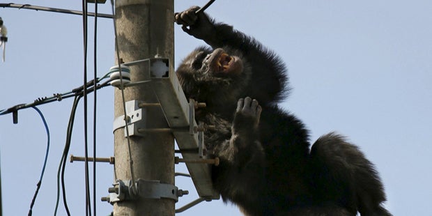 Wut-Affe attackiert seine Retter