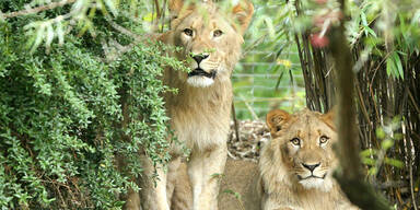 Ein L&ouml;we in Zoo erschossen