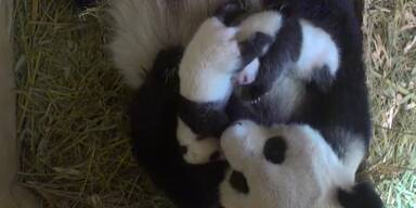 201610042003_66_81169_20161004_66_81169_161004_panda_taufe_000.jpg