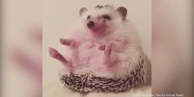 20161006_66_81336_161006_Igel_Loeffel.jpg