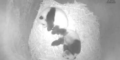 20161019_66_82543_161019_MO_Panda_bekommt_Namen.jpg