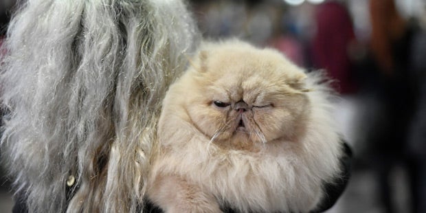 Weltkatzenausstellung