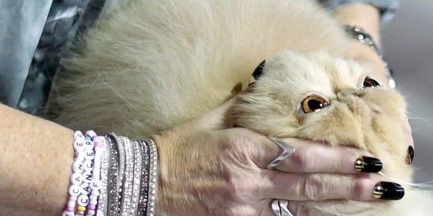 Weltkatzenausstellung