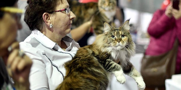 Weltkatzenausstellung
