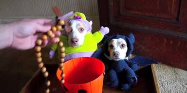 20161030_66_83561_161030_MI_105_Halloween_Dogs.jpg