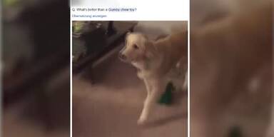 20161031_66_83655_161031_FB_123_Lieblingsspielzeug_lebendig_Hundzec.jpg