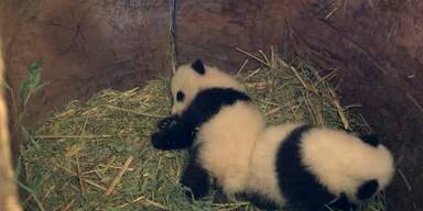20161103_66_83919_161103_panda.jpg