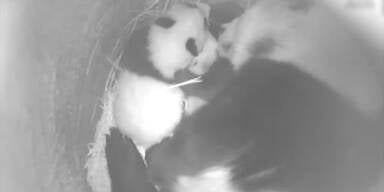20161115_66_85175_161115_NE_043_Pandas.jpg