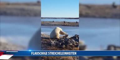 20161118_66_85629_161118_MI_103_Eisbaer_Hundrom.jpg
