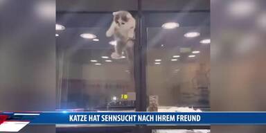 20161125_66_86509_161125_MI_107_Katze_besucht_Hund.jpg