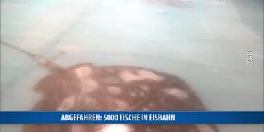 20161128_66_86922_161129_LI_Fische_in_Eisbahn_NEU_CP.jpg