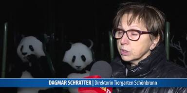 20161209_66_88745_161209_20UHR_009_Direktorin_interview_Panda_NEUESTE.jpg