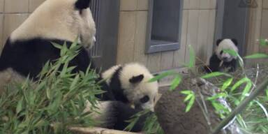 20170105_66_93257_panda_APA.jpg