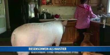 20170119_66_96542_170119_FB_Riesenschwein_stt.jpg