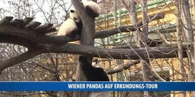20170228_66_104555_170228_MI_Wiener_Pandas.jpg