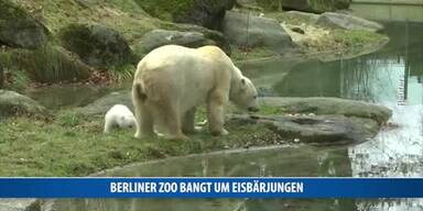 20170307_66_106003_170307_LI_XX_Berlin_Zoo_Eisbaer.jpg