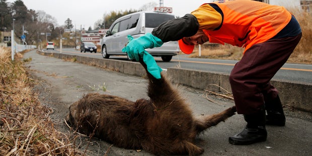 Fukushima Wildschwein